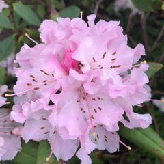 klantfoto - rhododendron