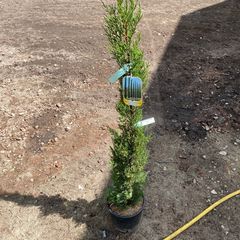 Cupressus sempervirens 'Pyramidalis'