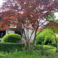 japanse esdoorn acer palmatum bloodgood met lelie van dale bodembedekker