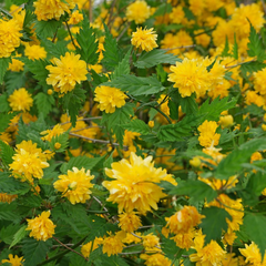 Ranonkelstruik - Kerria japonica 'Pleniflora'