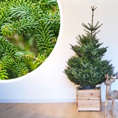 Abies Fraseri Weißtanne Weihnachtsbaum