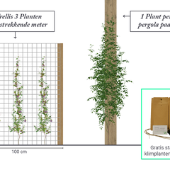 3 klimplanten per strekkende meter of 1 per pergola paal