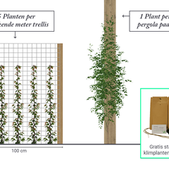 Wählen Sie 5 Clematis-Pflanzen pro laufendem Meter oder 1 pro Mast