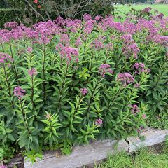 Purper leverkruid Eupatorium purpureum (Koninginnekruid)