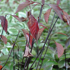 bladeren kornoelje tuinplanten alba