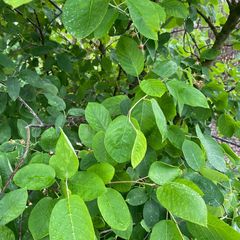 krentenboompje bladeren mei en juni groen verkleuren later in de herfst