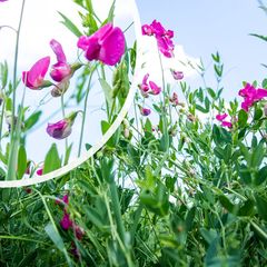 Aardaker - Lathyrus tuberosus