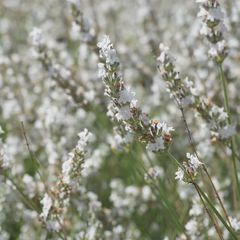 lavandula intermedia edelweiss bloei