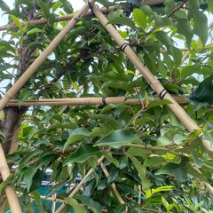 Lei laurier - Prunus Novita leiboom - bladeren