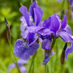 lis-iris-Ruffled-velvet.jpg