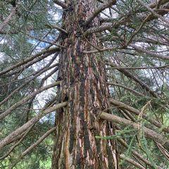 Riesenmammutbaum Sequoia giganteum Rotholzrinde