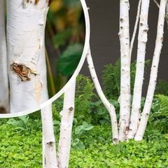 Witte Himalayaberk Betula utilis jacquemontii (meerstammig)