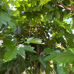 Moerbeiboom heeft een fraaie bladvorm en geeft schaduw tijdens warme zomerdagen