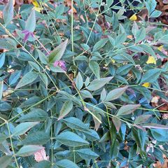 Nandina domestica obsessed 