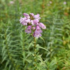 penstemon-sour-grapes-slangenkop-plant.jpg