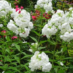 phlox-david-plant.jpg