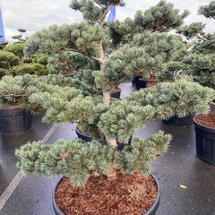 pinus-bonsai-negishi.jpg