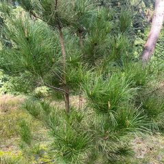 Montereyden - Pinus radiata