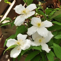 grandiflora witte clematis bloei bloemen wit