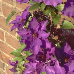 prachtige clematis bloemen 