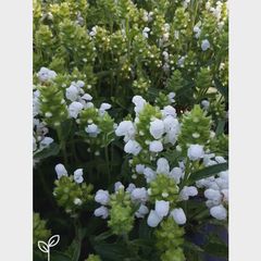 prunella_grandiflora_alba.webp