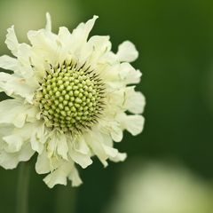 reuzenscabiosa-Cephalaria-gigantea.jpg