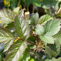 Rubus fruticosus 'Thornfree'