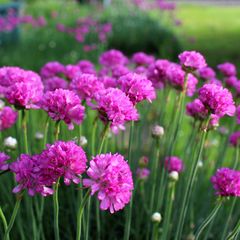 Englisches Gras immergrün rosa blühende Pflanze