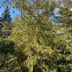 Sikkelcipres - Cryptomeria japonica var. sinensis