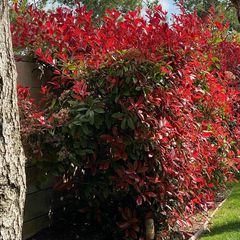 Red robin haagplanten unieke planten leuke plant