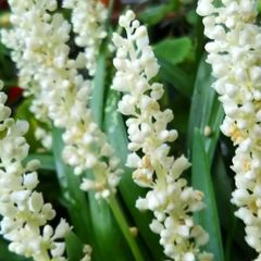 Witte bloemen siergras liriope white monroe