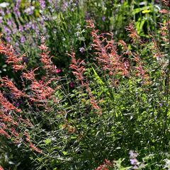 dropplant vlindertuinen borderpakketten