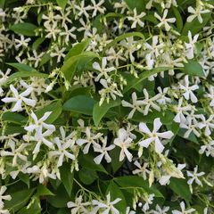 Toskanischer Jasmin weiße Blumen schöner Duft