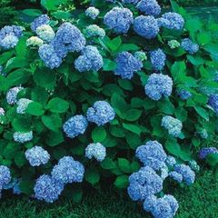 Hortensie blaue Blumen säureliebende Staude