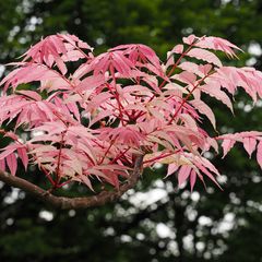 Zwiebelsuppenbaum Herbstlaubfärbung