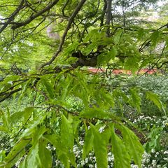 Varenbeuk - Fagus sylvatica 'Aspleniifolia' Blad