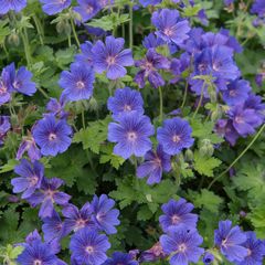violetblauwe Ooievaarsbek - Geranium x magnificum