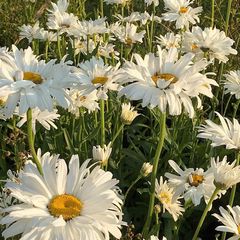 tuinplanten wit bloeiende vaste planten