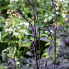 Zilverkaars - Actaea/Cimicifuga simplex 'Brunette'