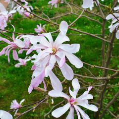 zuil-boom-Magnolia-loebneri-Leonard-Messel.jpg