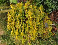 Kaukasische zilverspar - Abies nordmanniana 'Golden Spreader'