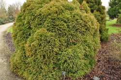 Japanse cipres - Cryptomeria japonica 'Globosa Nana'