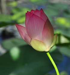 Lotus Nelumbo nucifera