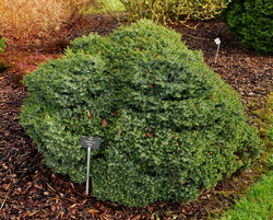 Picea omorika 'Pimoko'