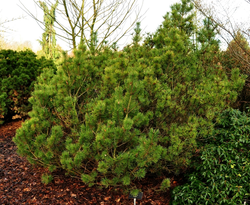 Pinus mugo 'Zundert'