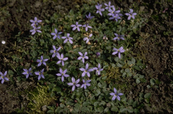 Laurentia fluviatilis 'County Park'