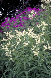 Duizendknoop Persicaria paniculata