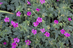 Ooievaarsbek - Geranium x oxonianum 'Phoebe Noble'