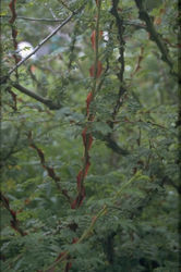 Botanische roos - Rosa sericea f. pteracantha