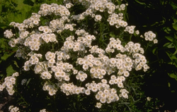 Wilde bertram - Achillea ptarmica 'Major'